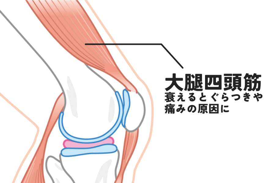 特に膝を支える大腿四頭筋（だいたいしとうきん）という太ももの前の筋肉群が重要です。