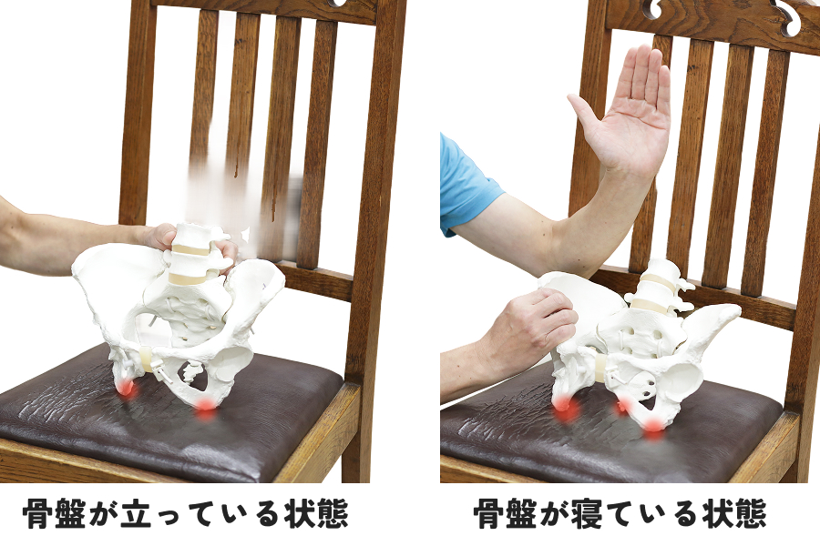 眞野さんは座り方の基本として、坐骨（ざこつ）が重要だと言います。