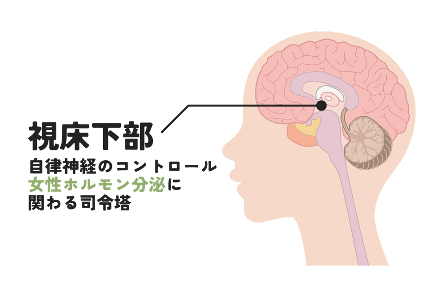 芥川さん：脳の「視床下部」という部分は、自律神経のコントロールや女性ホルモンの分泌に関わる司令塔です。