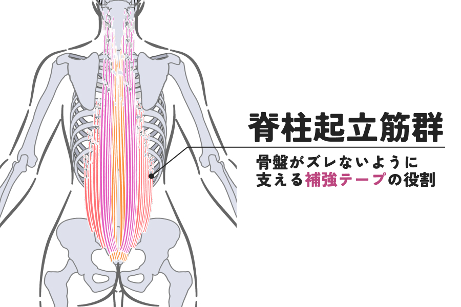 骨盤や背骨という骨格があって、それを支える筋肉がある。この筋肉という補強テープがしっかりしていれば、骨盤は正しい位置で安定します。