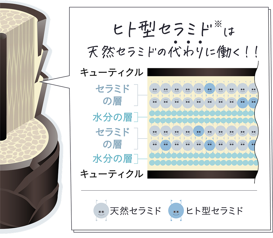 保湿成分“ヒト型セラミド”