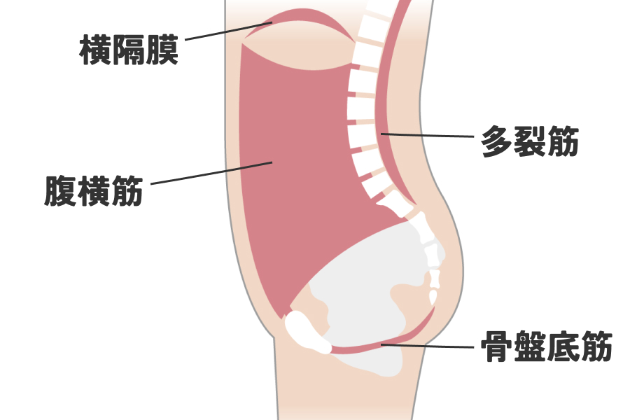 インナーマッスルのパワーハウス