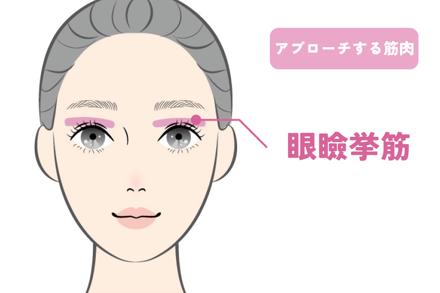 眼瞼挙筋（がんけんきょきん）