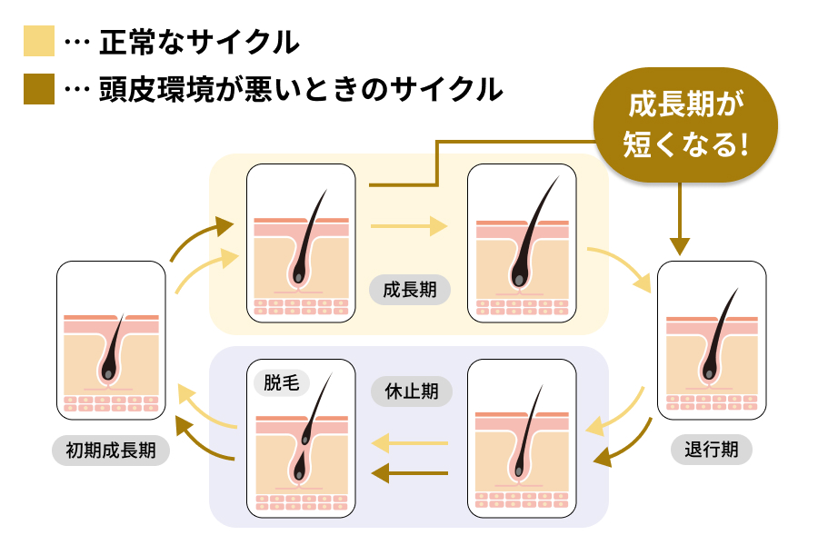 齊藤さん：髪には毛周期があるので、すぐに目に見える変化は出にくいんです。