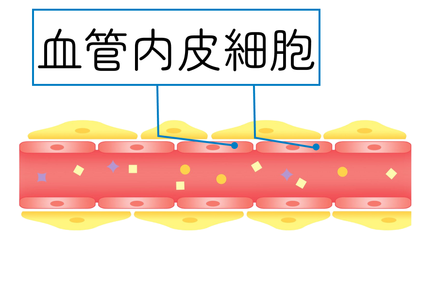 1.動脈硬化・高血圧の予防｜早歩きで血管が若返る