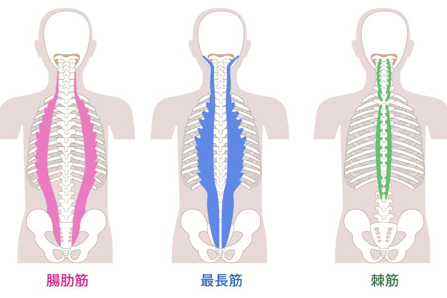 なぜ80cm？全身のコリにアプローチするボールの設計