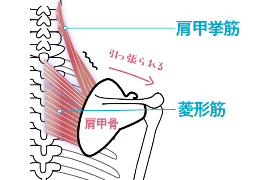 肩甲挙筋（けんこうきょきん）と菱形筋（りょうけいきん）