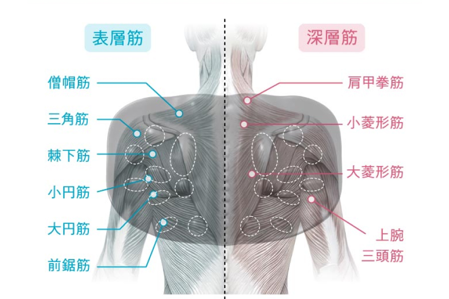 肩甲骨周りの筋肉をまるごと指圧できる