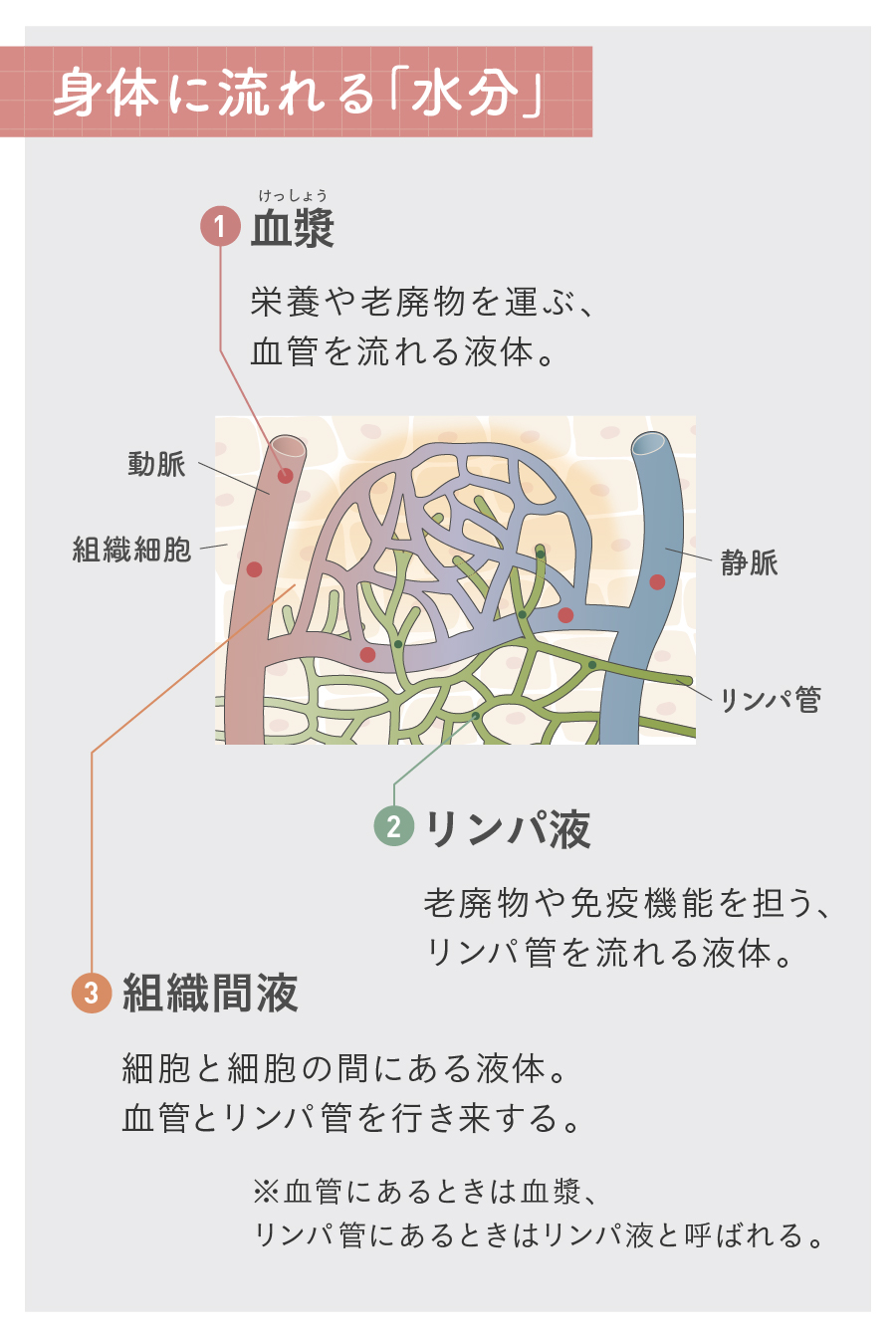 血管には血漿（栄養や老廃物を運ぶ液体）、リンパ管にはリンパ液（老廃物の回収や免疫機能を担う液体）がそれぞれ流れている。
血管と細胞とリンパ管を行き来する水分が組織間液。細胞と細胞の間を満たす液。