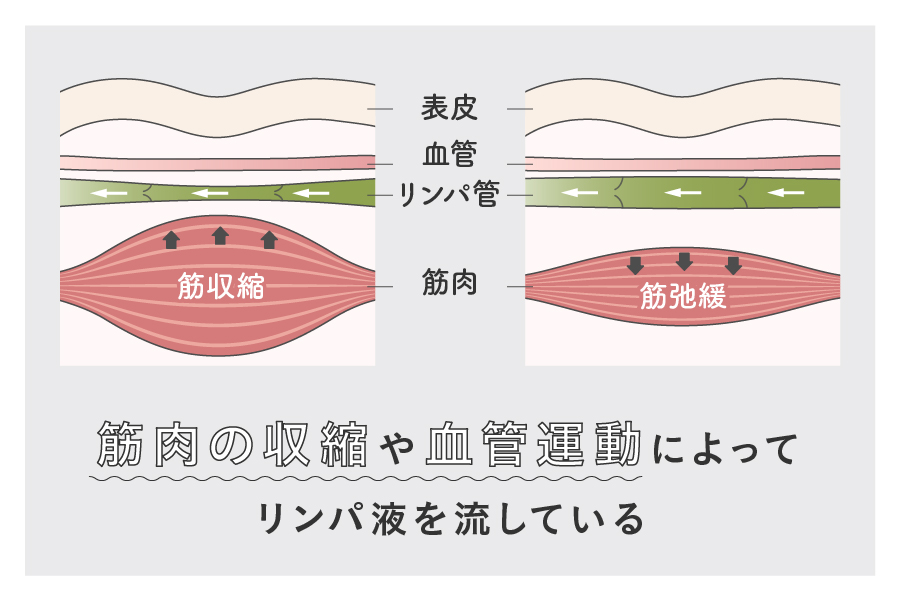 筋肉の収縮によってリンパ液を流している