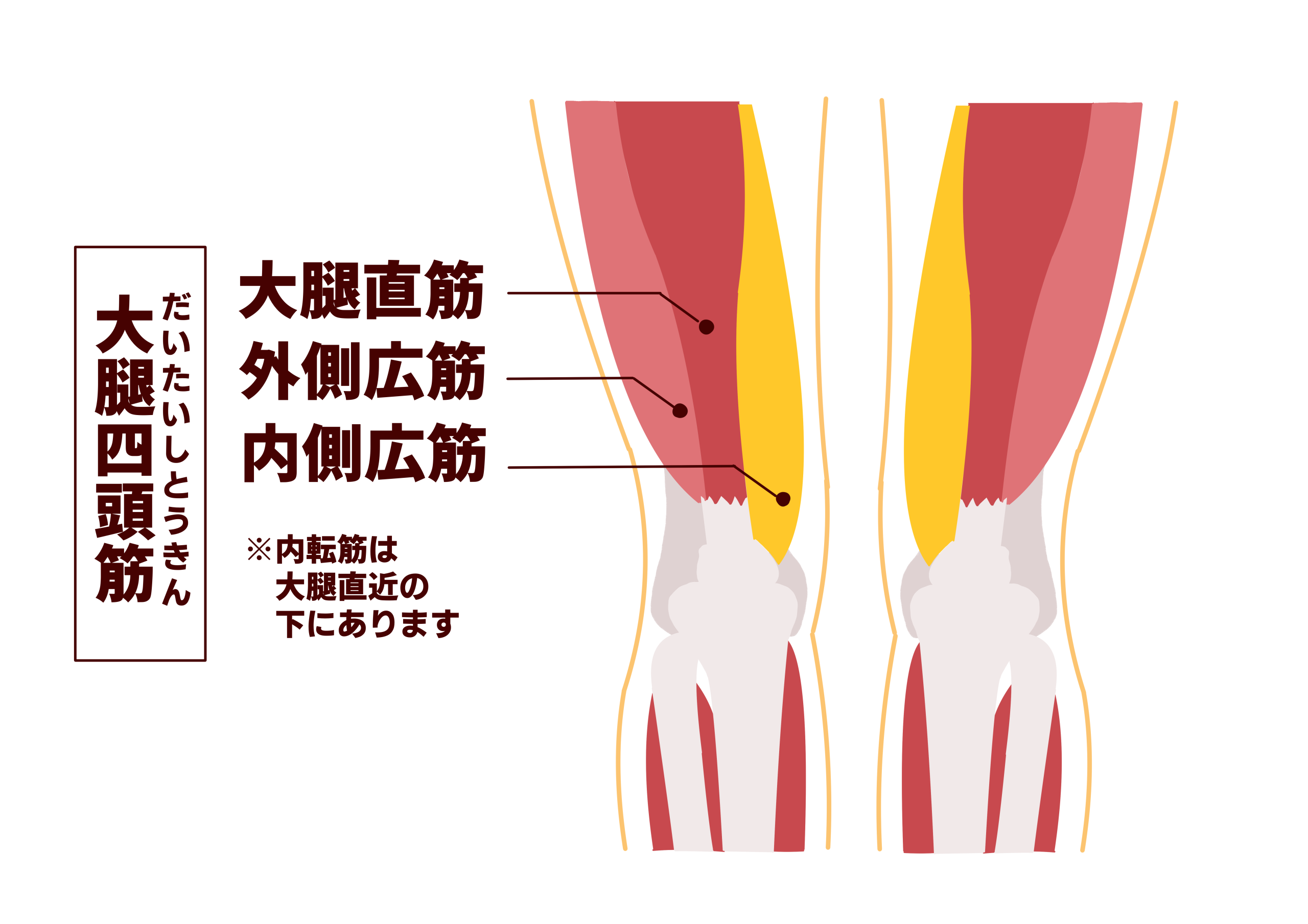 大腿四頭筋