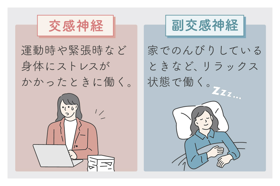 交感神経と副交感神経