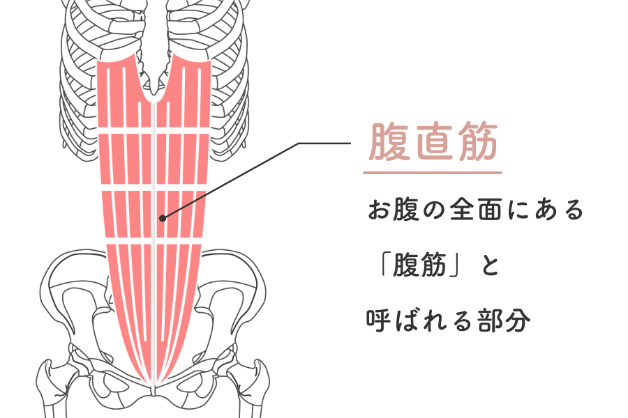 腹直筋