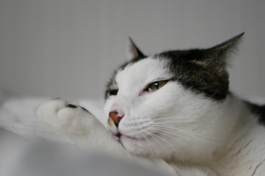 ぼーっとする猫